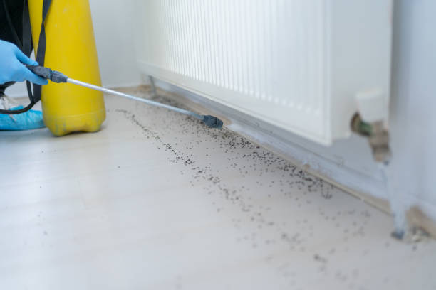 Best Emergency Pest Control  in Dunlap, IA